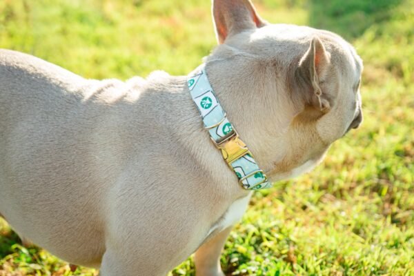 Dog Wearing Rgv Pet Transport Collar
